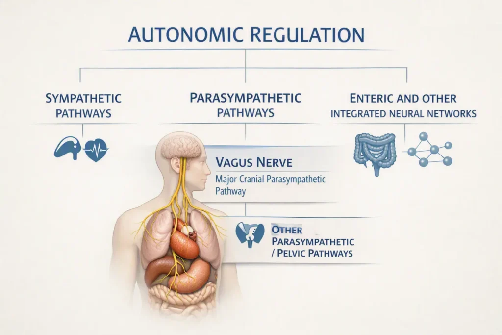 Diagram showing the vagus nerve as one major cranial parasympathetic pathway within broader autonomic regulation.