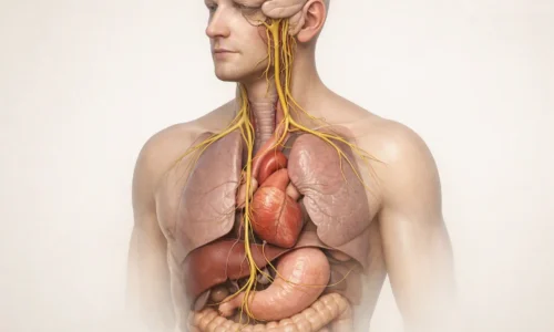 Simplified anatomical illustration of the paired vagus nerves extending from the brainstem through the neck toward the chest and abdomen.